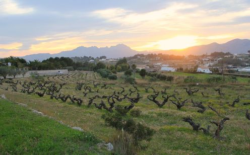 Gastronomie in Jalón